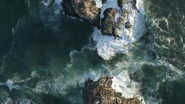 Top View Of Foamy Crashing Waves On Sea Rocks With Colony Of South American Sea Lions. Aerial Topdow
