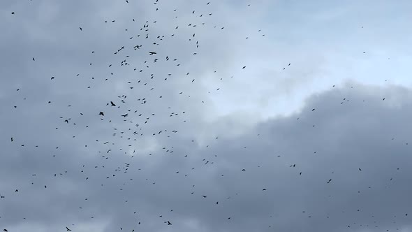 There Are Many Black Birds In The Sky, Crows Are Circling In The Cloudy Sky