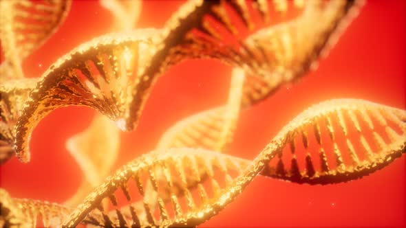 Structure of the DNA Double Helix Animation