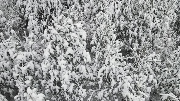 Perfect Snowy Winter Forest in Cool Weather Aerial View