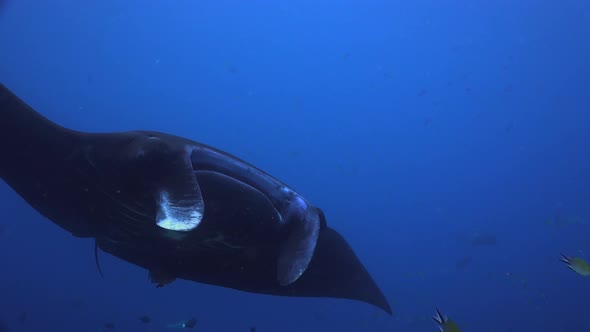 Black Manta Ray turn in front of camera. A close up shot of a black Manta Ray turning in front of th