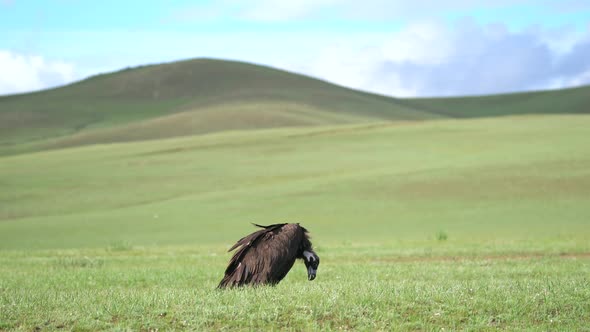 A Free Wild Cinereous Vulture Bird in Natural Habitat of Green Grassland