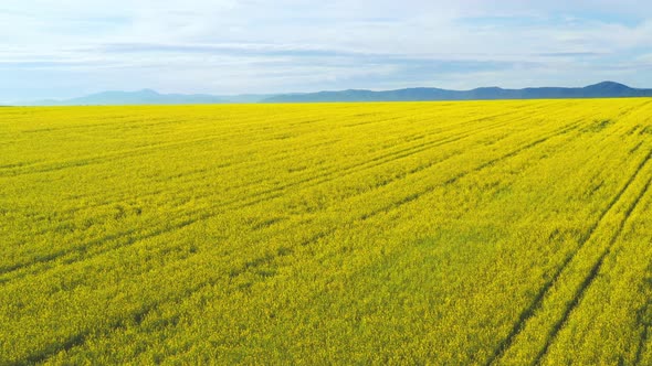 Aero Panorama of a Field of Yellow Rape or Canola Flowers, Grown for the Rapeseed Oil Crop