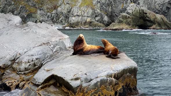 The Sea Lion Rookery on the Rock