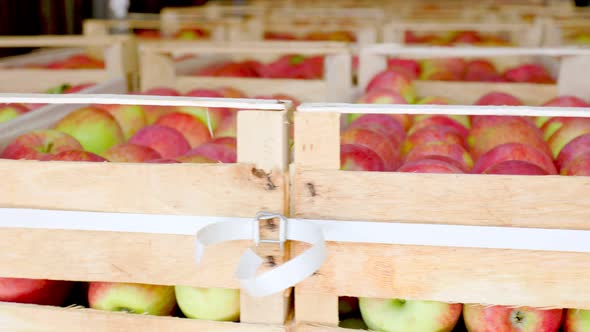 Many Boxes of Apples