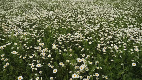 Big White Daisies on a Field in Summer Swaying