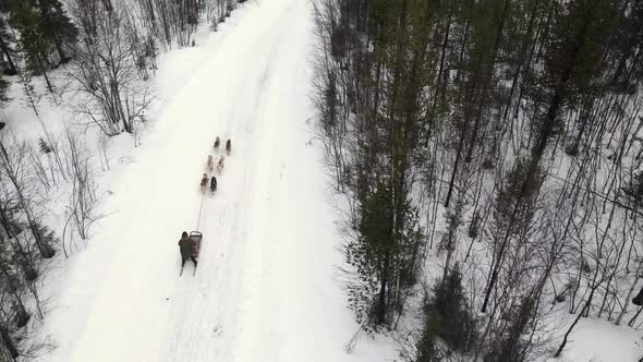 Drone Aerial View of Dogsledding Handler with Team of Trained Husky Dogs Mountain Pass Husky Dog