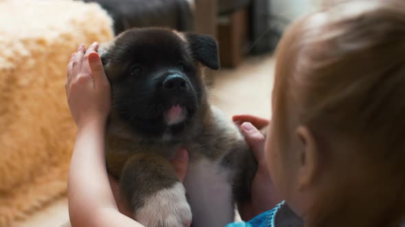 Small Akita dog staying near masters