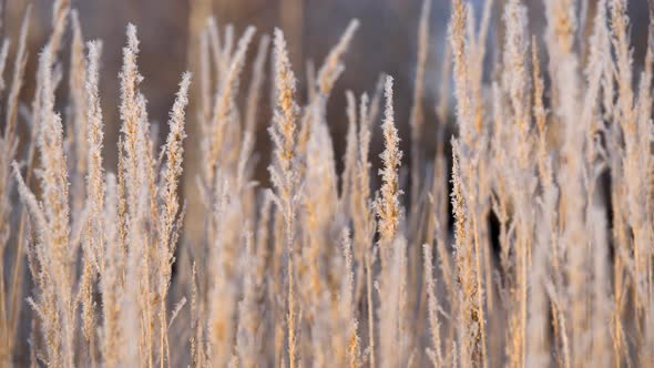 Dry Grass in the Snow. Panicles of Dry Grass Shrouded in Snowflakes Against.