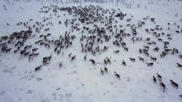 deer in the pasture three