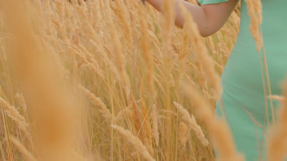 Close Up of Body Part of Woman in Ears of Wheat