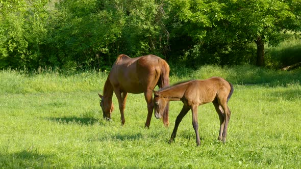 Horse and Foal in the Morning Pasture