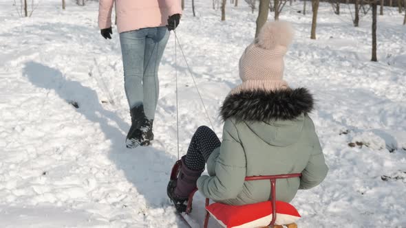 Sledding on Snowy Forest