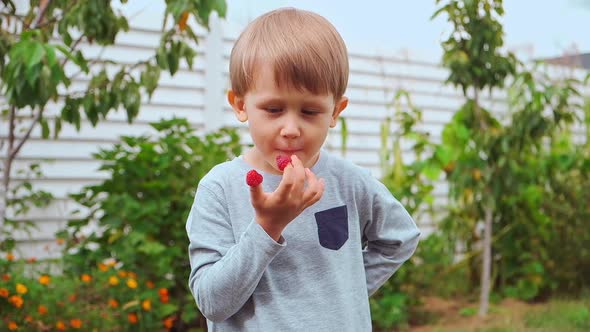 Happy Child 4 Years Old Holding Hands on Fingers and Eating Raspberries in Backyard