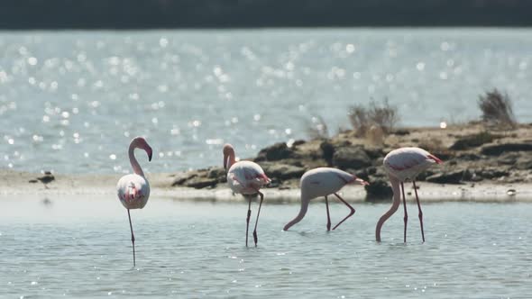 flamingo bird nature wildlife reserve delta ebro lagoon