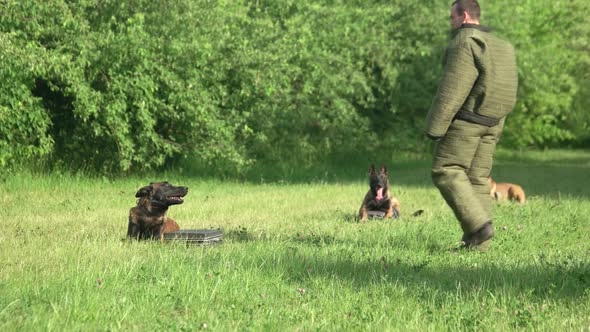 Dog Is Attacking a Man To Protect a Property.