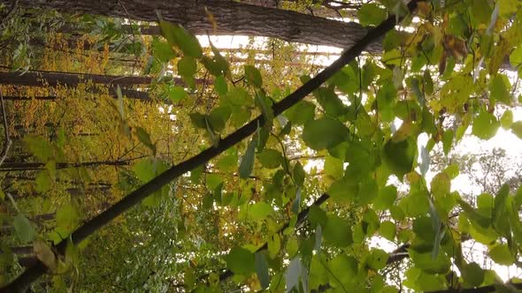 Vertical Video Autumn Forest with Trees in Ukraine Slow Motion