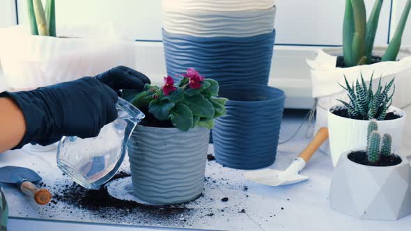 Woman Gardener Hands Transplantion Violet in a Pot