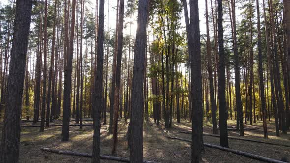 Autumn Forest with Trees By Day