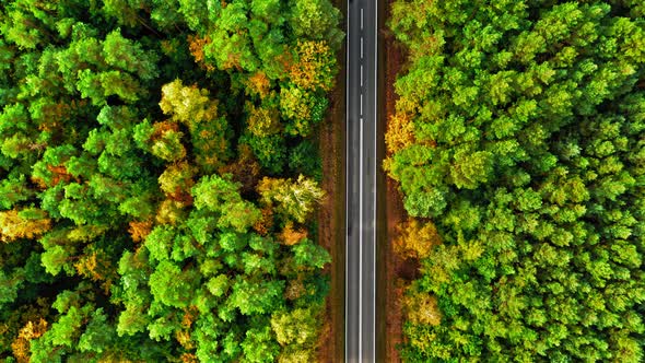 Wonderful forest in the autumn. Aerial view of wildlife.