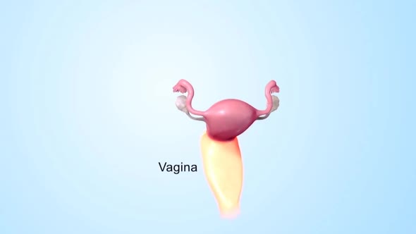 Female reproductive organ and internal structure