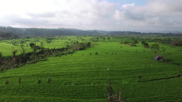 Aerial view of scenic rice fields in the countryside, Lombok, indonesia.