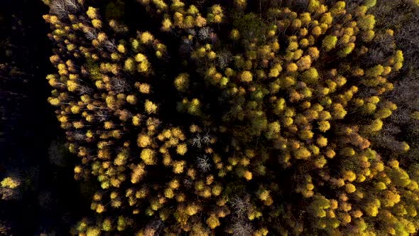 Flying Above Yellow Birch Tree Forest Canopy by Drone, Aerial View