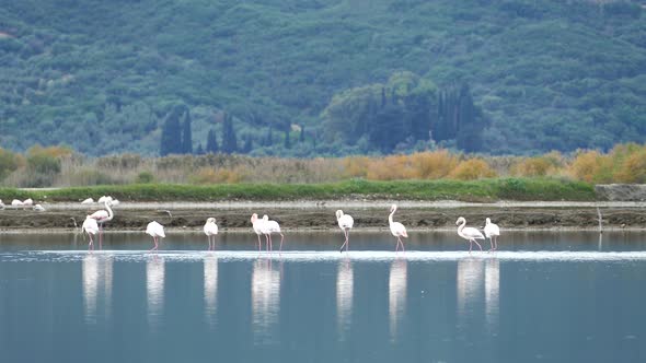 Flamingos walking away in a lake