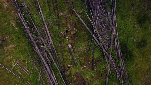 Chard wood in deforested pine forest