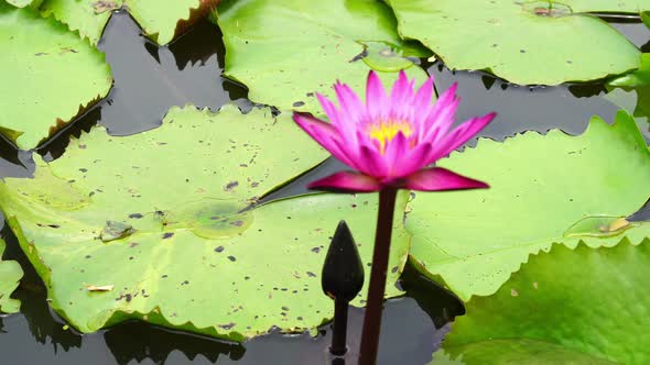 pink lotus on the river