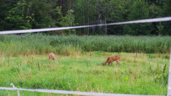 A Couple Of Roe Deer Grazing At The Green Meadow In Tromoy Island In Arendal Town, Agder County, Nor