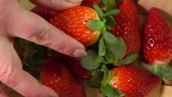 Female Hand Puts Ripe Strawberries in a Basket