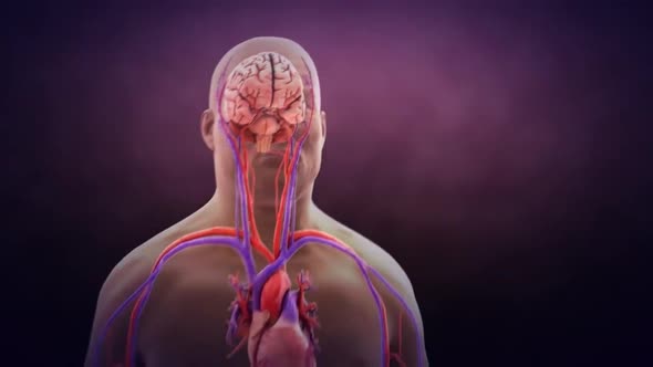 The role of the brain in the body. Brain cardiovascular system