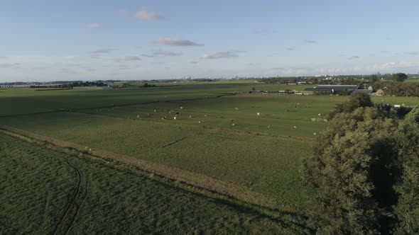 Aerial Slowmotion of Beautiful Dutch Countryside during Sunset with Sheep and Cows Grazing