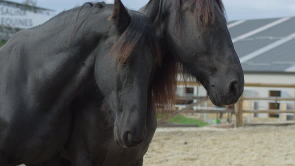 Two black horses