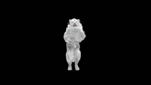 64 White Lion Dancing HD