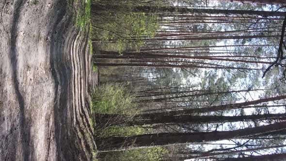 Vertical Video of a Road in the Forest Slow Motion