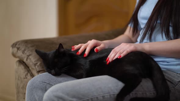 Woman Stroking a Cat Lying on the Couch