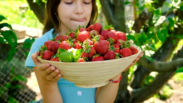 A Child Harvests Strawberries in the Garden