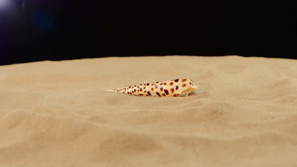 Unusual Sea Shell with Sand on Black, Rotation