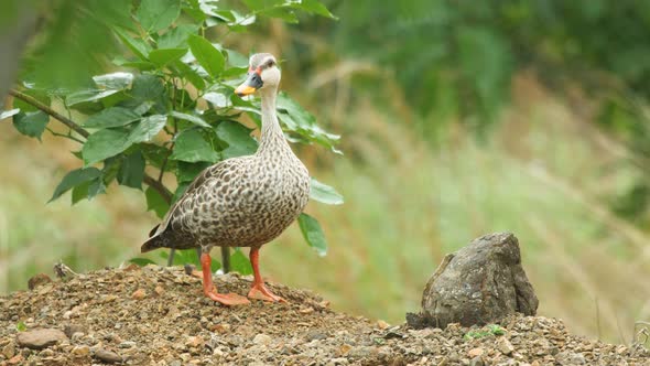 A Indian Spot-Billed Duck stands on a Mound looking at a nearby grassland during monsoon season with
