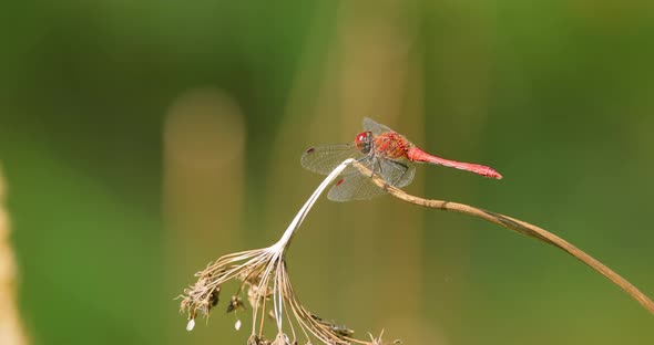 Scarlet Dragonfly Crocothemis Erythraea is a Species of Dragonfly in the Family Libellulidae