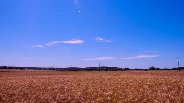 Time Lapse Footage with Mature Cereal Ears Under Blue Sky