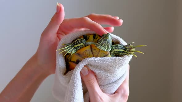 Female Hands Drying Redeared Turtle In White Towel After Washing In Bathtub