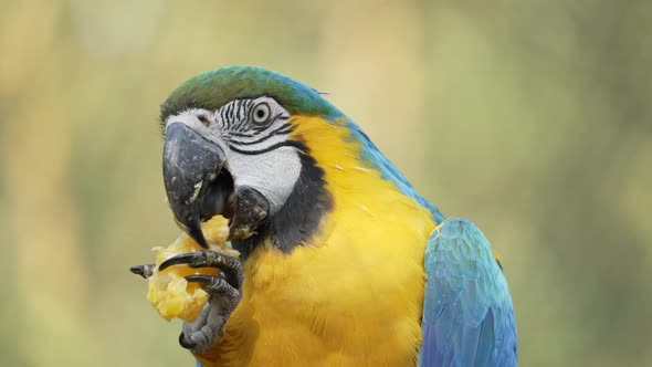 Close up shot of wild Ara Ararauna Parrot eating fresh fruits in jungle,4K shot