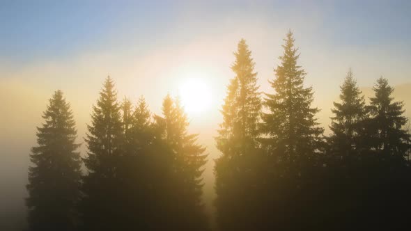 Beautiful Scenery with Light Rays Shining Through Foggy Dark Woods with Evergreen Trees in Autumn