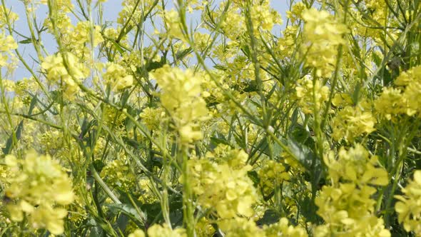 Yellow buds of oilseed rape on wind against blue sky 4K 2160p 30fps UltraHD tilting footage - Lot of