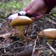 Mushroom picker in the forest cuts mushrooms with a knife - VideoHive Item for Sale
