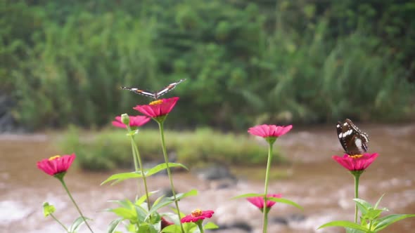 black butterfly perched on a red flower with a river in the background. macro insect clips. one of t