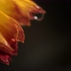 Macro Shot of Orange Flower with Water Drops on Dark Background Dew Drops Falling on Flower Petals - VideoHive Item for Sale